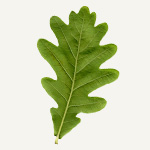 Oak Leaf