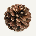 Small Pinecone